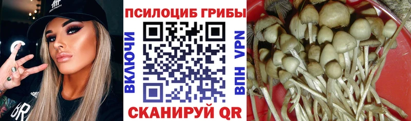 Псилоцибиновые грибы Psilocybine cubensis  Жирновск 